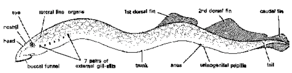 Division-I Agnatha (Jawless Vertebrates)